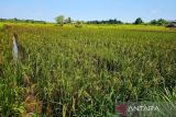 Pemkab Natuna berhasil melampaui target nasional luas tanam padi hingga 7,8 ha