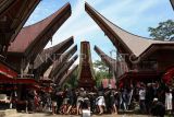 FOTO - Prosesi Ma'pasonglo di Toraja Utara