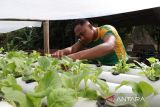 Personel Satgas Pamtas RI-Malaysia Yonarhanud 1/PBC/1 Kostrad memanen sayur dari kebun hidroponik di Pos Kotis Gabma Entikong, Kabupaten Sanggau, Kalimantan Barat, Rabu (26/11/2025). Satgas Pamtas RI-Malaysia Yonarhanud 1/PBC/1 Kostrad menanam sayuran hidroponik, membudidayakan cabai rawit, dan memelihara ikan nila di Pos Kotis tersebut sebagai upaya mewujudkan ketahanan pangan mandiri serta memenuhi kebutuhan pangan personel pos. ANTARA FOTO/Jessica Wuysang