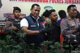 KBO Satresnarkoba Ipda M Nasir (kedua kiri) menunjukkan barang bukti fermentasi tanaman ganja dengan alkohol yang dibudidayakan di dalam rumah kontrakan saat rilis di Polres Jombang, Jawa Timur, Kamis (18/12/2025).  Satresnarkoba Polres Jombang berhasil mengamankan empat orang tersangka pembudidaya tanaman ganja di rumah kontrakan sejak Maret 2025 dengan barang bukti sebanyak 156 pohon ganja di 110 polibag, 5,3 kilogram daun ganja basah hasil panen kedua, empat toples fermentasi ganja, serta biji-biji tanaman ganja. Keempat tersangka ini memiliki peran berbeda-beda, sementara berdasarkan pemeriksaan biji tanaman ganja itu awalnya dibeli secara online dari luar negeri. Antara Jatim/Syaiful Arif/um