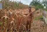 Hingga November, Pemkab Pasaman Barat catat produksi jagung 174.645 ton