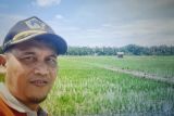 Pemkab Pasaman Barat catat produksi padi capai 75.138 ton
