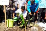 Pemkab Sidrap tanam 11 ribu bibit kelapa genjah pandan wangi bantuan Kementan