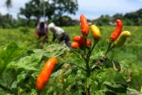 Pekerja memanen cabai di Kampe Wongsorejo, Banyuwangi, Jawa Timur, Selasa (23/12/2025). Petani menyebutkan harga cabai jelang Natal dan Tahun Baru mengalami kenaikan harga dari sebelumnya sekitar Rp20 ribuan per kilogram menjadi Rp43 ribu perkilogram akibat meningkatnya permintaan. Antara Jatim/Budi Candra Setya/um