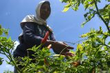 Pekerja memanen cabai di Kampe Wongsorejo, Banyuwangi, Jawa Timur, Selasa (23/12/2025). Petani menyebutkan harga cabai jelang Natal dan Tahun Baru mengalami kenaikan harga dari sebelumnya sekitar Rp20 ribuan per kilogram menjadi Rp43 ribu perkilogram akibat meningkatnya permintaan. Antara Jatim/Budi Candra Setya/um
