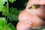 Kebun Raya Bali temukan eksistensi kunang-kunang