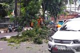 5 pohon tumbang di Jakarta akibat hujan disertai angin kencang