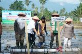 Pemkab-Sigi tanam padi perdana di lokasi cetak sawah baru