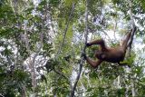 Bertamu ke rumah orang utan liar Kalimantan