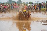 Joki beradu cepat memacu sapi saat gelaran karapan sapi sakak di Kabupaten Probolinggo, Jawa Timur, Sabtu (27/12/2025). Pemerintah Kabupaten Probolinggo menggelar karapan sapi saka yang diikuti 34 peserta sebagai ajang promosi wisata di kawasan itu. ANTARA Jatim/Irfan Sumanjaya/mas.