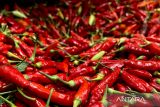Harga cabai rawit merah Rp45.000/kg