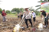 Polres Kutim berhasil mengelola 255 hektare lahan jagung selama 2025