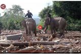 Gajah dikerahkan ke Pidie Jaya, bersihkan material kayu sisa banjir - VIDEO