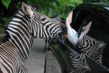 Wisatawan memberi makan kuda zebra (Equus quagga) saat wisata satwa di Taman Safari Indonesia (TSI), Cisarua, Bogor, Jawa Barat, Selasa (30/12/2025). Wisata edukasi dan konservasi satwa TSI Bogor tersebut telah dikunjungi sebanyak 60 ribu wisatawan sejak tanggal 20 hingga 29 Desember pada masa libur sekolah, Natal dan Tahun Baru 2026. ANTARA FOTO/Arif Firmansyah/foc.