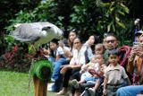 Sejumlah wisatawan menyaksikan burung elang laut dada putih (Haliaeetus leucogaster) saat wisata satwa di Taman Safari Indonesia (TSI), Cisarua, Bogor, Jawa Barat, Selasa (30/12/2025). Wisata edukasi dan konservasi satwa TSI Bogor tersebut telah dikunjungi sebanyak 60 ribu wisatawan sejak tanggal 20 hingga 29 Desember pada masa libur sekolah, Natal dan Tahun Baru 2026. ANTARA FOTO/Arif Firmansyah/foc.