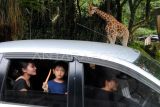 Wisatawan mengendarai mobil dengan latar jerapah (Giraffa) saat wisata satwa di Taman Safari Indonesia (TSI), Cisarua, Bogor, Jawa Barat, Selasa (30/12/2025). Wisata edukasi dan konservasi satwa TSI Bogor tersebut telah dikunjungi sebanyak 60 ribu wisatawan sejak tanggal 20 hingga 29 Desember pada masa libur sekolah, Natal dan Tahun Baru 2026. ANTARA FOTO/Arif Firmansyah/foc.