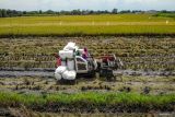 Luas panen dan produksi padi di Indonesia. Foto udara petani memanen padi menggunakan mesin pertanian di Jatikalen, Nganjuk, Jawa Timur, Senin (5/1/2026). Badan Pusat Statistik (BPS) mencatat pada November 2025, luas panen padi Indonesia mencapai 0,57 juta hektare dengan produksi padi diperkirakan sebanyak 3,20 juta ton gabah kering giling (GKG) yang jika dikonversikan menjadi beras diperkirakan mencapai sekitar 1,85 juta ton beras untuk dikonsumsi masyarakat. ANTARA FOTO/Muhammad MadaANTARA FOTO/Muhammad Mada (ANTARA FOTO/Muhammad Mada)