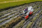 Foto udara petani memanen padi menggunakan mesin pertanian di Jatikalen, Nganjuk, Jawa Timur, Senin (5/1/2026). Badan Pusat Statistik (BPS) mencatat pada November 2025, luas panen padi Indonesia mencapai 0,57 juta hektare dengan produksi padi diperkirakan sebanyak 3,20 juta ton gabah kering giling (GKG) yang jika dikonversikan menjadi beras diperkirakan mencapai sekitar 1,85 juta ton beras untuk dikonsumsi masyarakat. ANTARA Jatim/Muhammad Mada/mas.