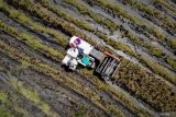 Foto udara petani memanen padi menggunakan mesin pertanian di Jatikalen, Nganjuk, Jawa Timur, Senin (5/1/2026). Badan Pusat Statistik (BPS) mencatat pada November 2025, luas panen padi Indonesia mencapai 0,57 juta hektare dengan produksi padi diperkirakan sebanyak 3,20 juta ton gabah kering giling (GKG) yang jika dikonversikan menjadi beras diperkirakan mencapai sekitar 1,85 juta ton beras untuk dikonsumsi masyarakat. ANTARA Jatim/Muhammad Mada/mas.