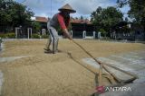 Pekerja menjemur gabah di Sukadiri, Kabupaten Tangerang, Banten, Senin (5/1/2026). Perum Bulog menyatakan akan melanjutkan kebijakan pembelian gabah kering panen (GKP) satu harga senilai Rp6.500 per kilogram pada 2026 sebagai bentuk perlindungan petani, stabilitas produksi dan penguatan serapan padi secara nasional. ANTARA FOTO/Putra M. Akbar/gp