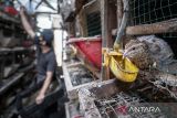 Pekerja memberi pakan burung puyuh menggunakan maggot (larva) lalat Black Soldier Fly (BSF) di Kandang Sirkular, Kota Cimahi, Jawa Barat, Selasa (6/1/2026). Peternakan yang mengusung konsep ekonomi sirkular tersebut dalam seminggu mampu mengolah tiga ton sampah organik sisa makanan menggunakan metode maggotisasi dan diolah menjadi pakan burung puyuh yang dalam satu hari mampu menghasilkan 15 sampai 20 kilogram telur puyuh. ANTARA FOTO/Abdan Syakura/agr