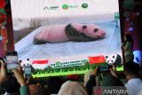 Petugas Taman Safari Bogor menunjukkan video anak Giant Panda yang lahir di Taman Safari Indonesia (TSI) Bogor saat pengumuman kelahiran anak Giant Panda pertama di Indonesia di Istana Panda, TSI, Cisarua, Bogor, Jawa Barat, Selasa (6/1/2026). TSI Bogor mengumumkan kelahiran anak Giant Panda pertama di Indonesia pada 27 November 2025 yang diberi nama Satrio Wiratama atau Rio oleh Presiden Prabowo Subianto dan kelahiran ini adalah pencapaian penting dari program konservasi jangka panjang Indonesia-Tiongkok yang dimulai sejak kedatangan induk Giant Panda Hu Chun dan Cai Tao pada tahun 2017. ANTARA Megapolitan/Arif Firmansyah