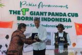 Founder Taman Safari Indonesia (TSI) Jansen Manansang (kiri) menyerahkan plakat penghargaan kepada Duta Besar Republik Rakyat Tiongkok (RRT) untuk Indonesia Wang Lutong (tengah) dan disaksikan Menteri Kehutanan Raja Juli Antoni (kanan) saat pengumuman kelahiran anak Giant Panda pertama di Indonesia di Istana Panda, TSI, Cisarua, Bogor, Jawa Barat, Selasa (6/1/2026). TSI Bogor mengumumkan kelahiran anak Giant Panda pertama di Indonesia pada 27 November 2025 yang diberi nama Satrio Wiratama atau Rio oleh Presiden Prabowo Subianto dan kelahiran ini adalah pencapaian penting dari program konservasi jangka panjang Indonesia-Tiongkok yang dimulai sejak kedatangan induk Giant Panda Hu Chun dan Cai Tao pada tahun 2017. ANTARA Megapolitan/Arif Firmansyah.