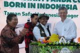 Menteri Kehutanan Raja Juli Antoni (kedua kanan) menyerahkan nasi tumpeng kepada Duta Besar Republik Rakyat Tiongkok (RRT) untuk Indonesia Wang Lutong (kanan) dan disaksikan Founder Taman Safari Indonesia (TSI) Jansen Manansang (kiri) saat pengumuman kelahiran anak Giant Panda pertama di Indonesia di Istana Panda, TSI, Cisarua, Bogor, Jawa Barat, Selasa (6/1/2026). TSI Bogor mengumumkan kelahiran anak Giant Panda pertama di Indonesia pada 27 November 2025 yang diberi nama Satrio Wiratama atau Rio oleh Presiden Prabowo Subianto dan kelahiran ini adalah pencapaian penting dari program konservasi jangka panjang Indonesia-Tiongkok yang dimulai sejak kedatangan induk Giant Panda Hu Chun dan Cai Tao pada tahun 2017. ANTARA Megapolitan/Arif Firmansyah.