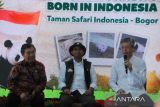 Duta Besar Republik Rakyat Tiongkok (RRT) untuk Indonesia Wang Lutong (kanan) bersama Menteri Kehutanan Raja Juli Antoni (tengah) dan Founder Taman Safari Indonesia (TSI) Jansen Manansang (kiri) memberikan keterangan kepada wartawan saat pengumuman kelahiran anak Giant Panda pertama di Indonesia di Istana Panda, TSI, Cisarua, Bogor, Jawa Barat, Selasa (6/1/2026). TSI Bogor mengumumkan kelahiran anak Giant Panda pertama di Indonesia pada 27 November 2025 yang diberi nama Satrio Wiratama atau Rio oleh Presiden Prabowo Subianto dan kelahiran ini adalah pencapaian penting dari program konservasi jangka panjang Indonesia-Tiongkok yang dimulai sejak kedatangan induk Giant Panda Hu Chun dan Cai Tao pada tahun 2017. ANTARA Megapolitan/Arif Firmansyah.