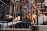 Anggota TNI sekaligus peternak burung kenari Sertu Supriyadi mengamati burungnya di Desa Doko Kabupaten Kediri, Jawa Timur, Selasa (6/1/2026). Babinsa Koramil Pesantren tersebut beternak kenari merah lokal dari tahun 2020 dan telah memiliki 12 pasang indukan berkualitas dengan hasil produksi mencapai 10-15 ekor per bulan yang dijual dengan harga Rp250 ribu hingga Rp1,5 juta per ekor tergantung umur dan kepekatan warna bulu burung sebagai upaya menambah penghasilan untuk mempersiapkan masa pensiun. ANTARA Jatim/Prasetia Fauzani/mas.