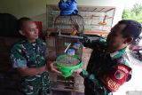 Anggota TNI sekaligus peternak burung kenari Sertu Supriyadi (kanan) bersama Komadan Rayon Militer Pesantren Kapten Dwi Agus Harianto (kiri) mengamati burung di Desa Doko Kabupaten Kediri, Jawa Timur, Selasa (6/1/2026). Babinsa Koramil Pesantren tersebut beternak kenari merah lokal dari tahun 2020 dan telah memiliki 12 pasang indukan berkualitas dengan hasil produksi mencapai 10-15 ekor per bulan yang dijual dengan harga Rp250 ribu hingga Rp1,5 juta per ekor tergantung umur dan kepekatan warna bulu burung sebagai upaya menambah penghasilan untuk mempersiapkan masa pensiun. ANTARA Jatim/Prasetia Fauzani/mas.