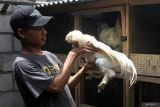 Muhammad Amin melakukan perawatan pada bulu ayam hias jenis Poland yang dibudidayakan di Ami Farm, Poncokusumo, Kabupaten Malang, Jawa Timur, Kamis (8/1/2026).  Pengusaha muda berusia 27 tahun atau generasi Z tersebut membudidayakan berbagai jenis unggas hias, seperti brahma buff laced, brahma porcelaine, silky, poland, sultan, serta bantam cochin, untuk dipasarkan sebagai hewan peliharaan maupun satwa kontes ke sejumlah daerah di Indonesia hingga Malaysia dan Singapura melalui penjualan daring, dengan produksi sekitar 100 anakan per pekan yang dijual seharga Rp75.000 hingga Rp300.000 per ekor. ANTARA Jatim/Ari Bowo Sucipto/mas.