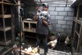 Muhammad Amin melakukan siaran langsung penjualan ayam hias secara daring di Ami Farm, Poncokusumo, Kabupaten Malang, Jawa Timur, Kamis (8/1/2026).  Pengusaha muda berusia 27 tahun atau generasi Z tersebut membudidayakan berbagai jenis unggas hias, seperti brahma buff laced, brahma porcelaine, silky, poland, sultan, serta bantam cochin, untuk dipasarkan sebagai hewan peliharaan maupun satwa kontes ke sejumlah daerah di Indonesia hingga Malaysia dan Singapura melalui penjualan daring, dengan produksi sekitar 100 anakan per pekan yang dijual seharga Rp75.000 hingga Rp300.000 per ekor. ANTARA Jatim/Ari Bowo Sucipto/mas.