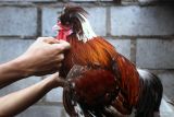 Muhammad Amin melakukan perawatan pada bulu ayam hias jenis Poland yang dibudidayakan di Ami Farm, Poncokusumo, Kabupaten Malang, Jawa Timur, Kamis (8/1/2026). Pengusaha muda berusia 27 tahun atau generasi Z tersebut membudidayakan berbagai jenis unggas hias, seperti brahma buff laced, brahma porcelaine, silky, poland, sultan, serta bantam cochin, untuk dipasarkan sebagai hewan peliharaan maupun satwa kontes ke sejumlah daerah di Indonesia hingga Malaysia dan Singapura melalui penjualan daring, dengan produksi sekitar 100 anakan per pekan yang dijual seharga Rp75.000 hingga Rp300.000 per ekor. ANTARA Jatim/Ari Bowo Sucipto/mas.