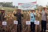 Pemkab Lamsel perkuat ketahanan pangan nasional dengan panen raya