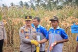 Polda Lampung sebut serapan jagung oleh Bulog capai 19.724 ton