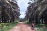 Terluas di Kalteng, kebun sawit sudah hampir sepertiga wilayah Kotim