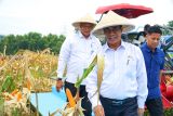 Pemerintah siap salurkan SPHP jagung 500 ribu ton pada 2026