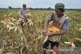 Polisi bersama petani memanen jagung saat acara Panen Raya Jagung Serentak Kuartal IV 2025 di Desa Bantar Panjang, Kabupaten Tangerang, Banten, Kamis (8/1/2026). Perum Bulog menargetkan untuk menyerap jagung sebanyak satu juta ton pada 2026 guna memperkuat cadangan pangan dan mendukung stabilitas harga pakan ternak dalam negeri. ANTARA FOTO/Putra M. Akbar/gp