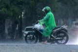 Pengendara menerjang guyuran hujan di Banyuwangi, Jawa Timur, Kamis (8/1/2026). Badan Meteorologi, Klimatologi, dan Geofisika (BMKG) Juanda menyatakan sebagian besar wilayah Jawa Timur telah memasuki puncak musim hujan pada Januari 2026 dan menghimbau masyarakat meningkatkan kewaspadaan terhadap potensi cuaca ekstrem yang dapat terjadi sewaktu-waktu terutama pada siang hingga malam hari. ANTARA Jatim/Budi Candra Setya/mas.
