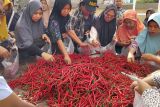 DKPP Batam giatkan petani jual cabai lokal di 30 titik