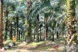 Penataan kawasan hutan dianggap kunci tata kelola industri Sawit kedepan