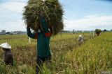 Buruh tani memanen padi di areal persawahan Desa Kauman, Tulungagung, Jawa Timur, Selasa (13/1/2026). Harga gabah kering panen (GKP) di tingkat petani saat ini yang berada di kisaran Rp6.500 per kilogram, sejalan dengan harga pembelian pemerintah (HPP), sehingga bisa menopang posisi Jawa Timur sebagai lumbung padi nasional dengan target produksi sekitar 13 juta ton GKP pada 2026 guna mendukung program ketahanan pangan dan swasembada beras nasional. ANTARA Jatim/Destyan Sujarwoko/mas.