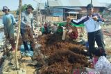 Budidaya rumput laut di Dompu terkendala bibit dan alih fungsi lahan