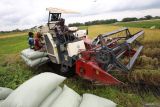 Pekerja memanen padi menggunakan mesin di Desa Sambiresik, Kabupaten Kediri, Jawa Timur, Rabu (14/1/2026). Menteri Koordinator Bidang Pangan Zulkifli Hasan menyebut panen raya padi nasional diperkirakan berlangsung lebih awal mulai Februari 2026 dengan proyeksi produksi meningkat 5-10 persen dibanding periode sebelumnya sehingga pemerintah memperkuat kesiapan stok beras nasional melalui Cadangan Beras Pemerintah (CBP) sebesar 4 juta ton. ANTARA Jatim/Prasetia Fauzani/mas.