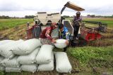 Dua orang pekerja menurunkan karung berisi gabah dari mesin panen di Desa Sambiresik, Kabupaten Kediri, Jawa Timur, Rabu (14/1/2026). Menteri Koordinator Bidang Pangan Zulkifli Hasan menyebut panen raya padi nasional diperkirakan berlangsung lebih awal mulai Februari 2026 dengan proyeksi produksi meningkat 5-10 persen dibanding periode sebelumnya sehingga pemerintah memperkuat kesiapan stok beras nasional melalui Cadangan Beras Pemerintah (CBP) sebesar 4 juta ton. ANTARA Jatim/Prasetia Fauzani/mas.