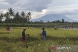 Petani memanen padi di area persawahan di Curug, Kota Serang, Banten, Jumat (16/1/2026). Menteri Koordinator Bidang Perekonomian Airlangga Hartarto mengatakan pemerintah menyiapkan plafon Kredit Usaha Rakyat (KUR) pertanian sebesar Rp300 triliun pada 2026 guna memperkuat pembiayaan, produksi, dan ketahanan pangan nasional secara berkelanjutan. ANTARA FOTO/Angga Budhiyanto/gp