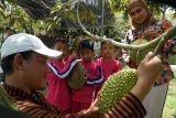 Pemandu wisata memberikan edukasi tata cara petik durian varietas Musang King kepada pengunjung usia dini di sentra agrowisata Musang King, Kecamatan Ngantru, Tulungagung, Jawa Timur, Sabtu (17/1/2026). Kawasan agrowisata berbasis pertanian di pinggiran kota Tulungagung tersebut dikembangkan sebagai destinasi wisata alternatif seklaigus wahana edukasi yang mengenalkan budidaya tanaman hortikultura kepada pengunjung dari berbagai kelompok usia. Antara Jatim/Destyan Sujarwoko/abs