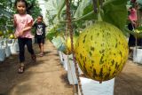 Dua pengunjung anak berlari kecil mengitari tanaman hidroponik melon di sentra agrowisata petik buah Musang King, Kecamatan Ngantru, Tulungagung, Jawa Timur, Sabtu (17/1/2026). Kawasan agrowisata berbasis pertanian di pinggiran kota Tulungagung tersebut dikembangkan sebagai destinasi wisata alternatif seklaigus wahana edukasi yang mengenalkan budidaya tanaman hortikultura kepada pengunjung dari berbagai kelompok usia. Antara Jatim/Destyan Sujarwoko/abs