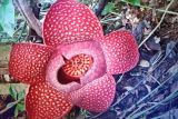 Two Rafflesia flowers bloom perfectly simultaneously in West Sumatra